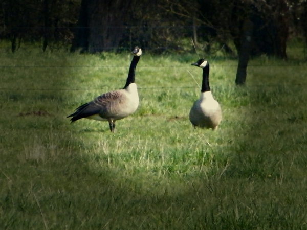 2014_03_23 Natuurwandeling Wellemeersen 026