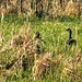 2014_03_23 Natuurwandeling Wellemeersen 029