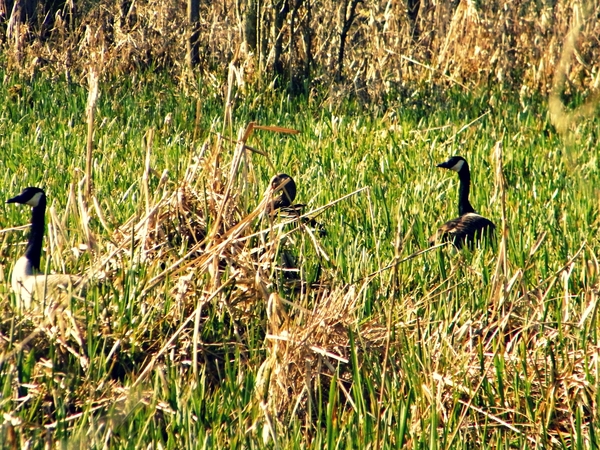 2014_03_23 Natuurwandeling Wellemeersen 029