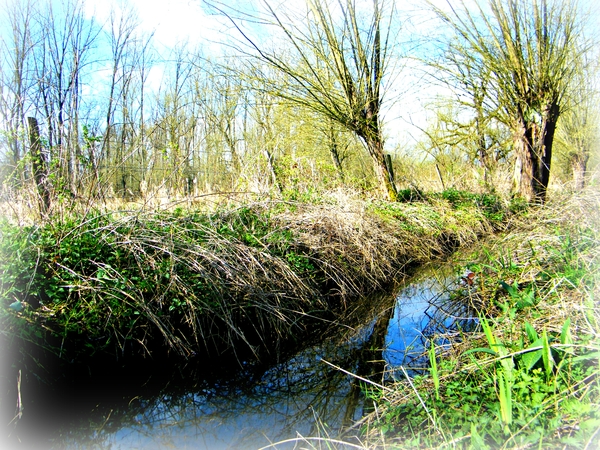 2014_03_23 Natuurwandeling Wellemeersen 034