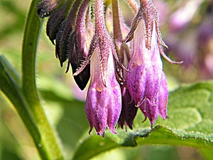 2014_03_23 Natuurwandeling Wellemeersen 035