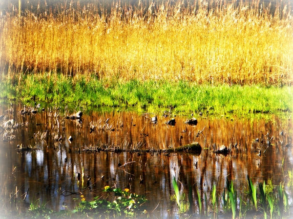 2014_03_23 Natuurwandeling Wellemeersen 038