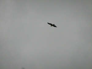 DSCN5134