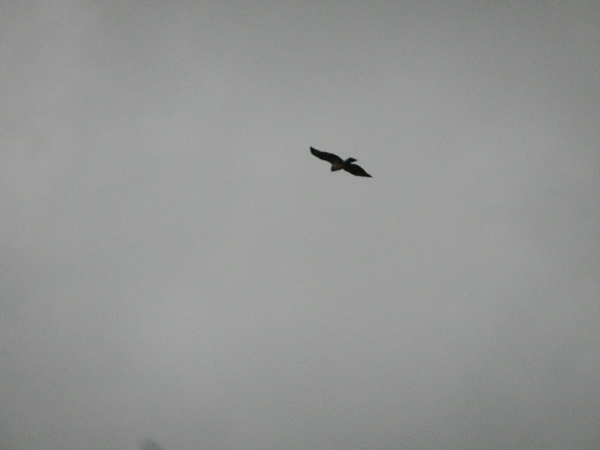 DSCN5134