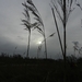 DSCN5249