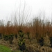 DSCN5261