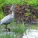 Reiger (Blauwe -) 04