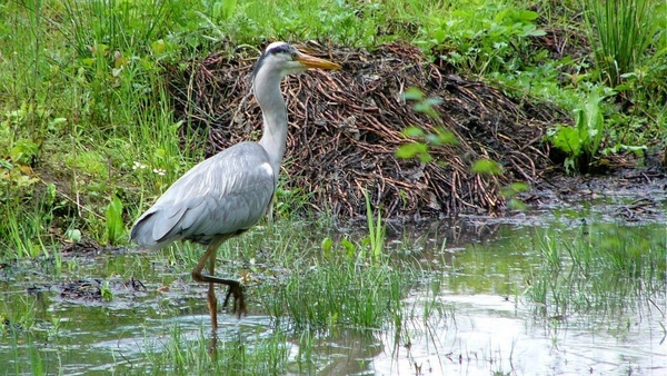 Reiger (Blauwe -) 04