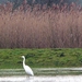 Zilverreiger     (Grote -) 04