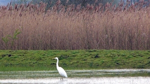 Zilverreiger     (Grote -) 04