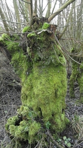 Dintelse Gorzen 013