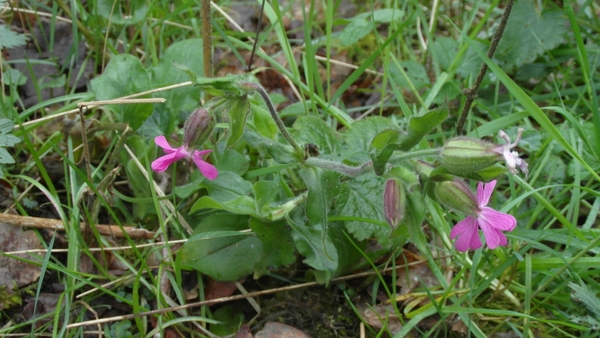 Wandeling De Utrecht 216