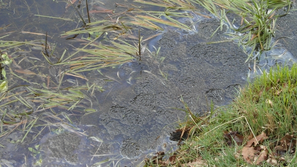 Wandeling De Utrecht 230