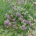 Wandeling De Utrecht 239