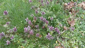 Wandeling De Utrecht 239