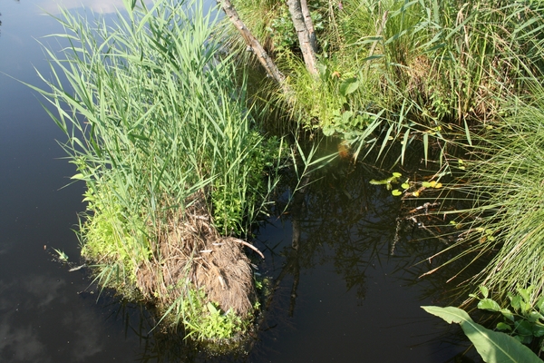 VERKENNING ZOUWEBOEZEM 20