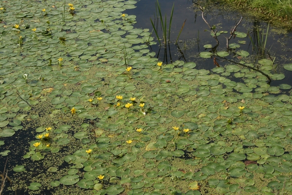 VERKENNING ZOUWEBOEZEM 25