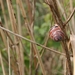 VERKENNING ZOUWEBOEZEM 41