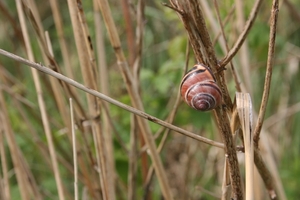 VERKENNING ZOUWEBOEZEM 41