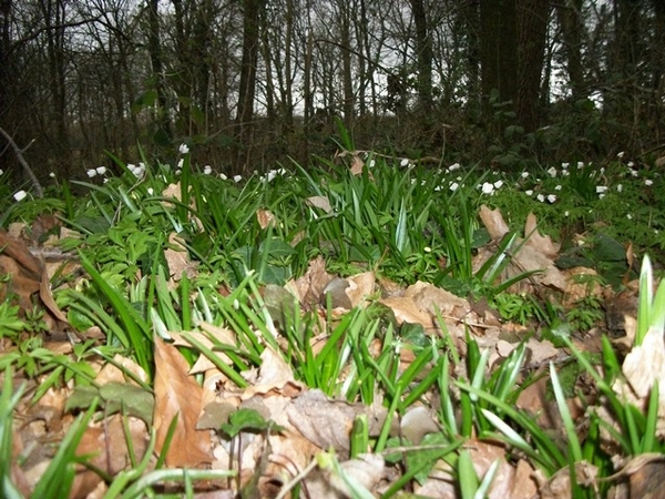 161-Bosanemoontjes..in volle bloei