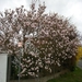 171-Magnolia boom in volle bloei...