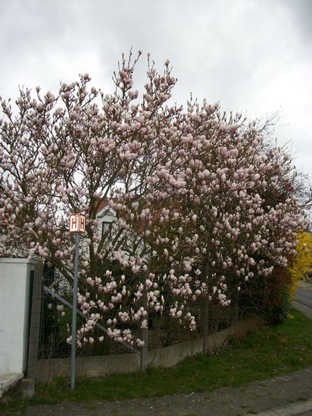 171-Magnolia boom in volle bloei...