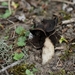 Nonnenkapkluifzwam - Helvella spadicea IMG-0040