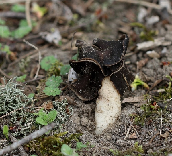 Nonnenkapkluifzwam - Helvella spadicea IMG-0040