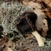 Nonnenkapkluifzwam - Helvella spadicea IMG-0094