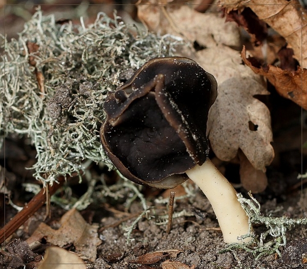 Nonnenkapkluifzwam - Helvella spadicea IMG-0094