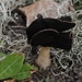 Nonnenkapkluifzwam - Helvella spadicea IMG-0113