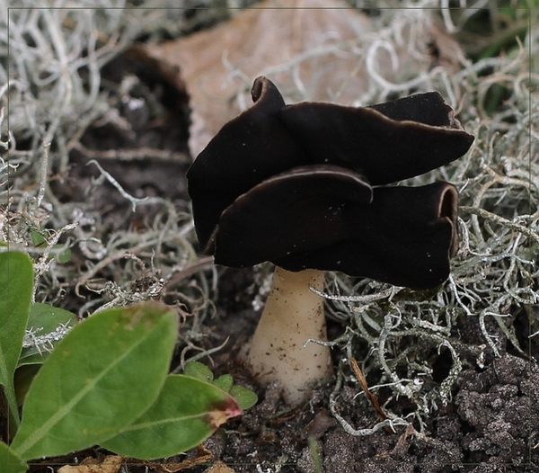 Nonnenkapkluifzwam - Helvella spadicea IMG-0113