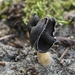 Nonnenkapkluifzwam - Helvella spadicea IMG-0174