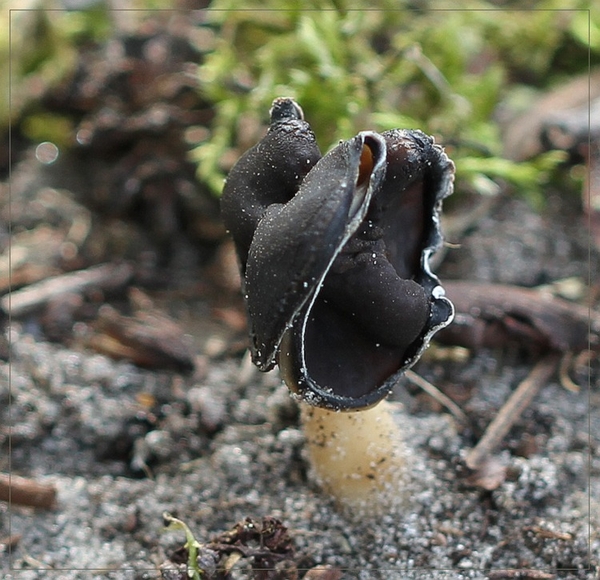 Nonnenkapkluifzwam - Helvella spadicea IMG-0174