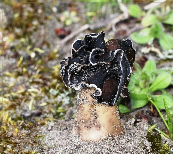 Nonnenkapkluifzwam - Helvella spadicea IMG-0213