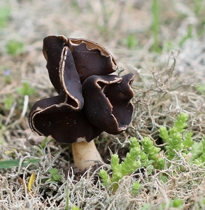 Nonnenkapkluifzwam - Helvella spadicea IMG-0012