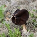 Nonnenkapkluifzwam - Helvella spadicea IMG-0021