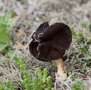 Nonnenkapkluifzwam - Helvella spadicea IMG-0021