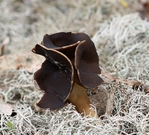 Nonnenkapkluifzwam - Helvella spadicea IMG-0041