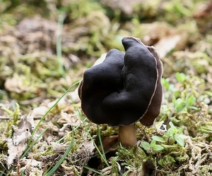 Nonnenkapkluifzwam - Helvella spadicea IMG-0132