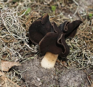 Nonnenkapkluifzwam - Helvella spadicea IMG-0160