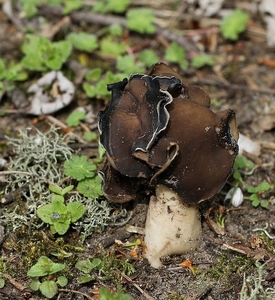 Nonnenkapkluifzwam - Helvella spadicea IMG-0168