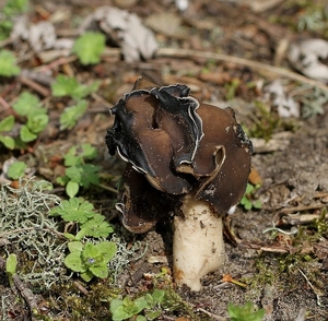 Nonnenkapkluifzwam - Helvella spadicea IMG-0176