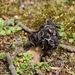 Nonnenkapkluifzwam - Helvella spadicea IMG-0202