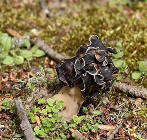 Nonnenkapkluifzwam - Helvella spadicea IMG-0202