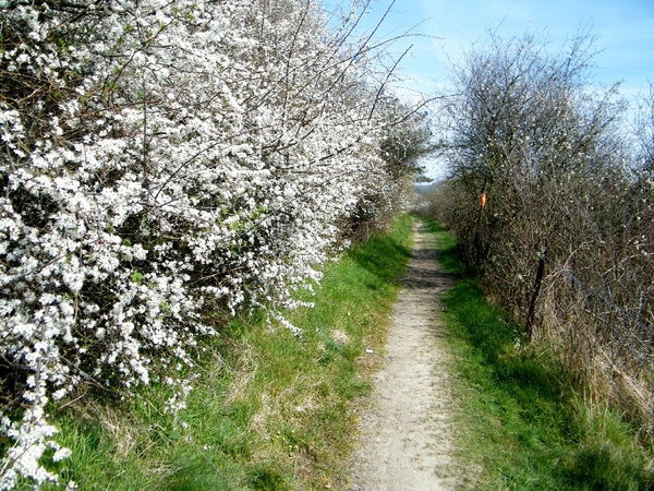 marche Treignes wandeling FFBMP