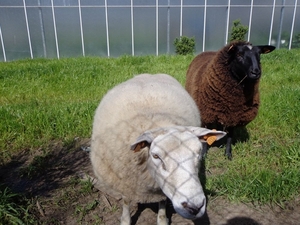 2 nieuwsgierige schapen :)