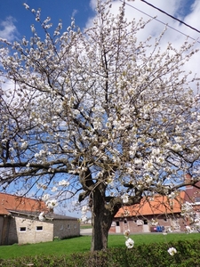 De bomen staan volop in lentebloei