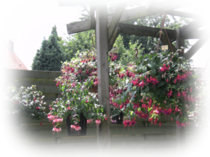 Pergola met fuchsia's.