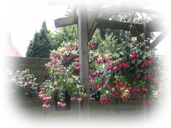 Pergola met fuchsia's.